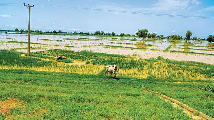 Ambaliyar ruwa ta yi barna a jihar Kebbi, ta kashe rayuka 29, ta lalata gonaki