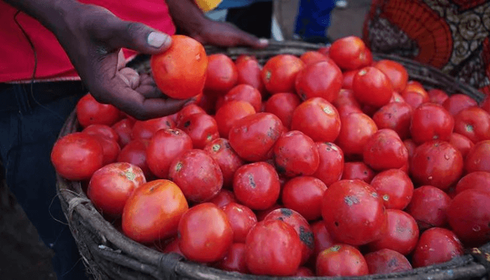 Koyi Yadda ake Tsare Tumatir 🍅