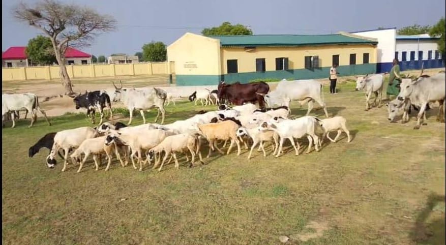 Jami’an tsaro sun kwato dabbobi 117, sun kuma dakile yunkurin satar shanu