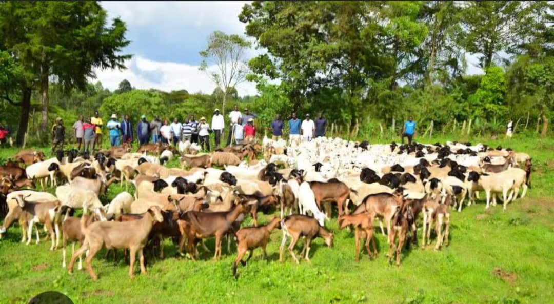Jami’an Tsaro Sun Kashe ‘Yan Bindiga 18 a Bakori, Sun Kwato Makamai da Dabbobin da Aka Sace