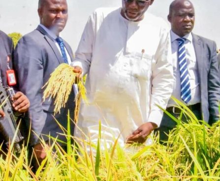 Dry Season Farming: Jigawa Farmers Cultivates 200,000 Hecters of Rice